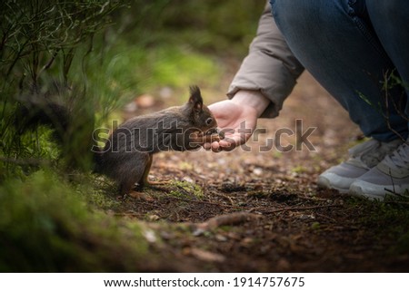 Squirrel eats from hand. The picture was taken in Hinterzarten.
