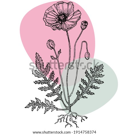 Contemporary art poppies posters in trendy colors. Abstract hand drawn flowers and geometric elements and strokes, leaves and flower. Design for social media, invitation, postcards, print for wall art