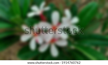The most beautiful white plumeria flowers blooming in the garden, with bouquet branch tree blurred background. Abstract bokeh concept.
