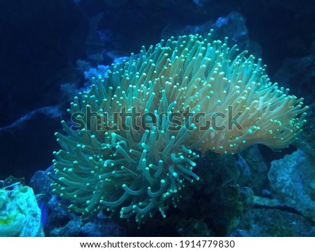 Hammer Coral is a large polyp stony coral referred to as Euphyllia  under fluorescent light. Royalty-Free Stock Photo #1914779830