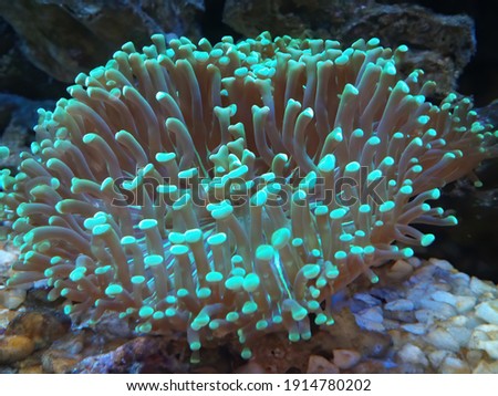 Hammer Coral is a large polyp stony coral referred to as Euphyllia  under fluorescent light. Royalty-Free Stock Photo #1914780202