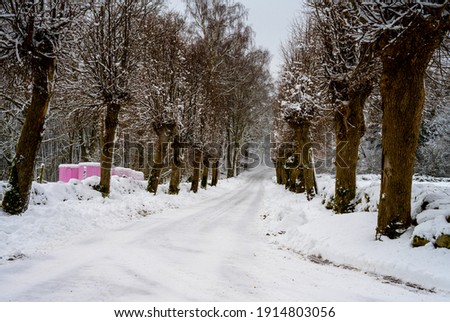 An icy and snowy winter road going through a traditionally pruned line of willow trees. Picture from Scania, southern Sweden