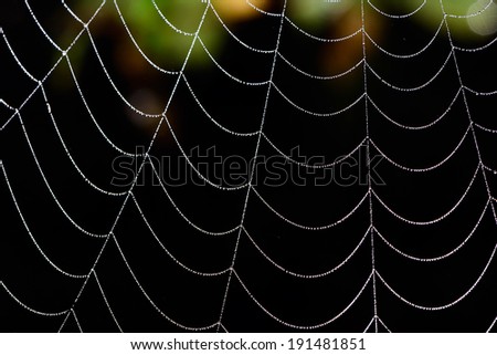 Close up of water droplets on a spider web. 