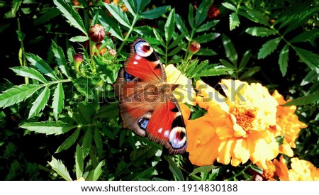The vivid peacock  butterfly on the marigold. Colorful butterfly. Insect and flowers.