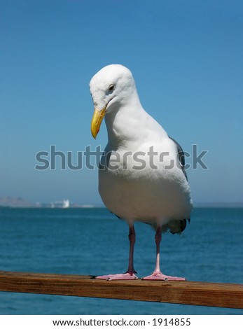 Seagull Royalty-Free Stock Photo #1914855