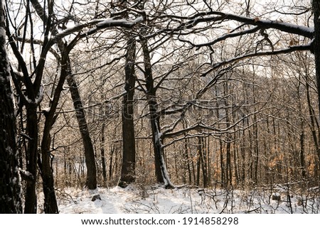 Tree with frozen rain water drops in the winter forest. Backlit, sunny stock photo in Visegrad Mountan in Hungary. 