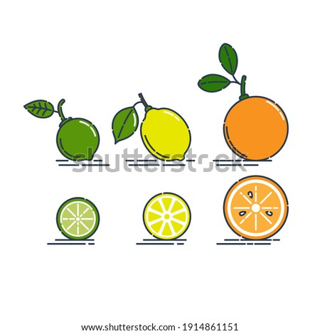 Whole and cut orange lemon and lime fruit isolated on white background. Organic product. Bright summer harvest illustration. Flat style illustration. Line art citrus icon. Fruits with leaves. Vector.
