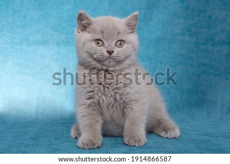 British shorthair plush kitten male of lilac color on a turquoise background in a sitting position