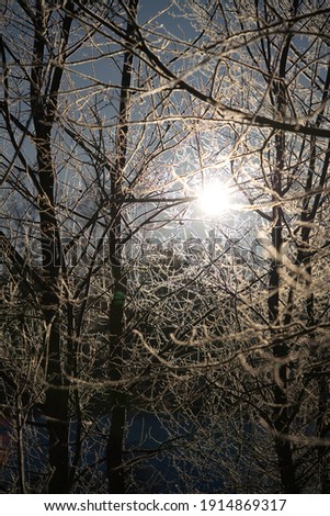 Sunset in the winter forest. The sun's rays break through the snow-covered trees. Picture of winter calm. Natural background.