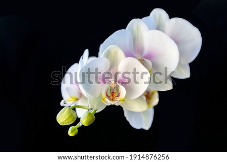 White orchid flowers, isolate on a black background. Home flowers, hobbies, lifestyle. 