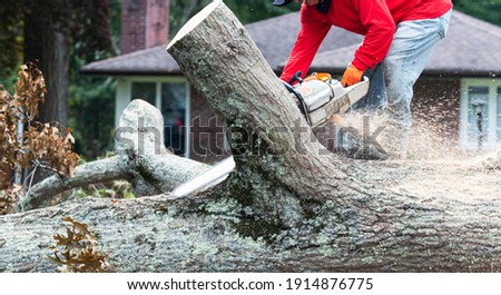 A landscaper is removing a tree that fell during a storm using a chainsaw to slice it into pieces. Royalty-Free Stock Photo #1914876775