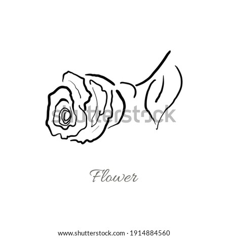 Vector hand drawn rose line drawing on whiye background. An idea for beauty, flower shop