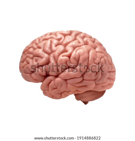 human colored brain with copyspace for your text or images.Vector EPS 10 illustration Royalty-Free Stock Photo #1914886822