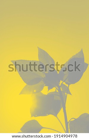 Sunflower leaves illuminated by sunlight against sky in trending colors of 2021. Vertical shot, bottom view. Abstract background pattern in illuminating yellow and ultimate gray color. 