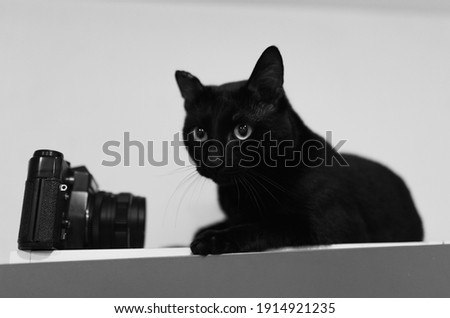 Black cat with a camera. Camera and cat. 
