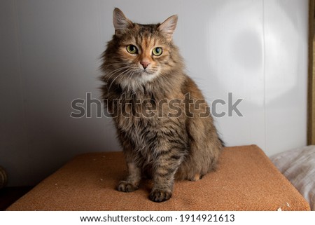 Homeless cat in animal shelter