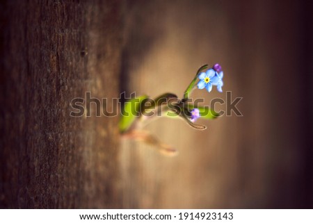 Fresh branch of forget me nots spring flowers in the old fence slit.  
Spring close up. First blue flowers and magic escape. Wooden background.