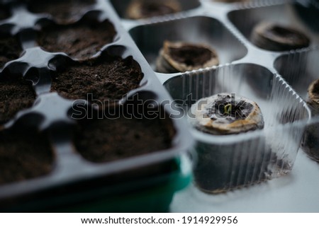 seedlings in peat pots. Baby plants seeding, black hole trays for agricultural seedlings. The spring planting. Early seedling, grown from seeds in boxes at home on the windowsill Royalty-Free Stock Photo #1914929956