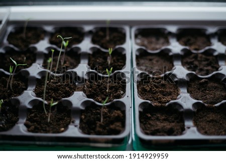 seedlings in peat pots. Baby plants seeding, black hole trays for agricultural seedlings. The spring planting. Early seedling, grown from seeds in boxes at home on the windowsill Royalty-Free Stock Photo #1914929959