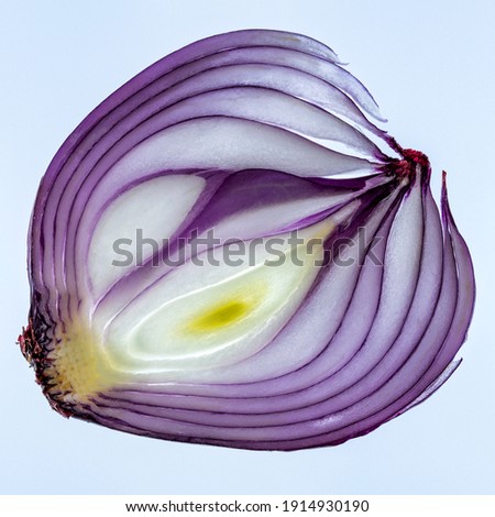 A backlight slice of a red onion, on a Lightbox
