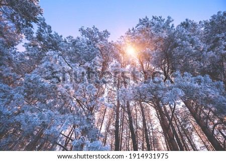 Winter forest on a sunny day. Frame from tall trees covered with snow