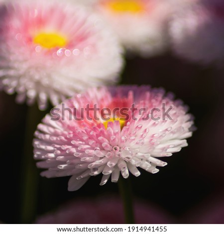 Close up of light pink bellis on the meadow