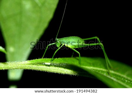 A grasshopper on leaf