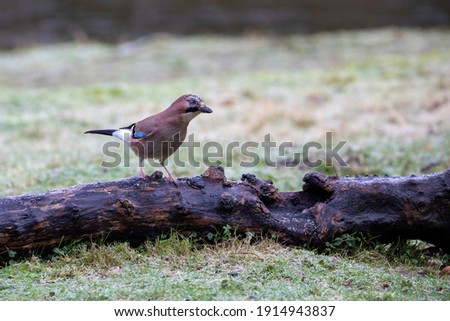 A Close-up of a European Jay perched on an old fallen tree 