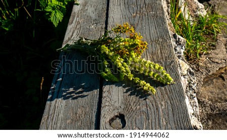 A bouquet of hop flowers, illuminated by the setting sun, on a wooden bench.