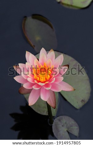 Pink lotus flower on lily pads floating on water