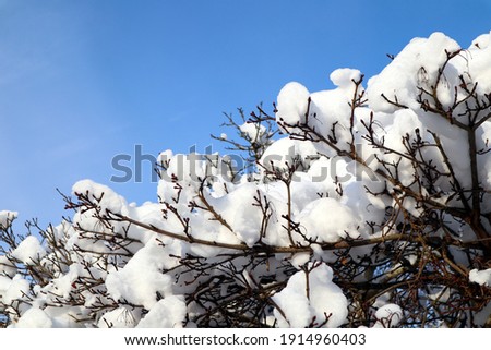 Winter picture, snow on branches and a clear blue sky. View for a postcard with copy space for extra text. Stockholm, Sweden, Europe.