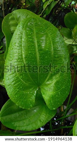 
a plant with wide, fresh green leaves splashed with water