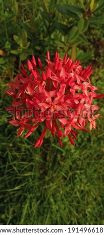 Saraca Indica (ashoka) flower amidst green leaves