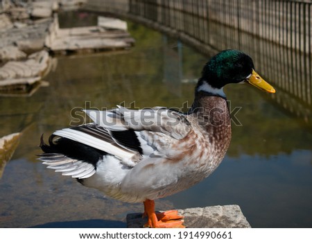 picture of domestic rouen duck near water.
