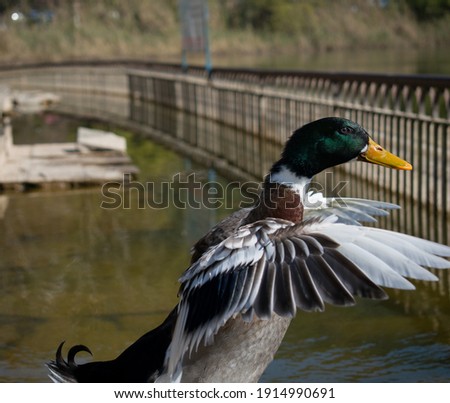 picture of domestic rouen duck near water flapping its wings.