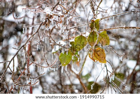 Branches and leaves in ice storm Royalty-Free Stock Photo #1914990715