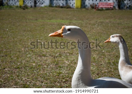 closeup picture of neck and head of domestic white goose.