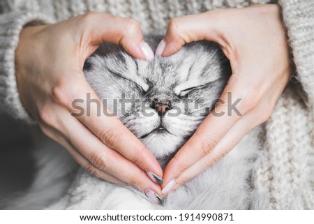 Woman holding her lovely fluffy cute cat face and making a heart shape with her hands. Love for the animals. Pets and people lifestyle. Concepts of love, St. Valentine's Day Royalty-Free Stock Photo #1914990871