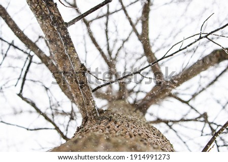 Tree in the snow and ice Royalty-Free Stock Photo #1914991273