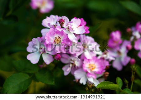 Rose with small pink flat flowers, stock photo
