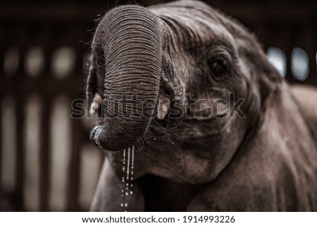 Milk running from the Elephant Calf mouth