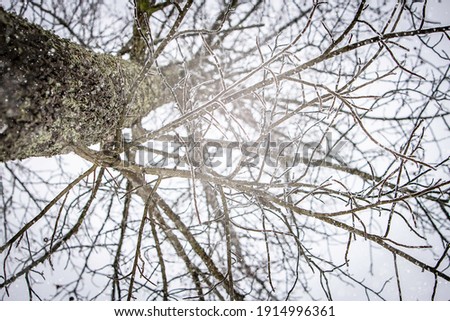 Tree and sun in the winter Royalty-Free Stock Photo #1914996361