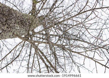 Tree in the winter and ice Royalty-Free Stock Photo #1914996661