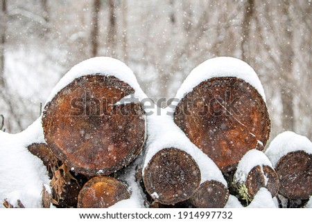 Wood in the winter with snow Royalty-Free Stock Photo #1914997732