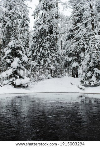 Snowy trees and river in the forest in winter. Black water and white snowdrift. Saint-Petersburg region, Russia.
