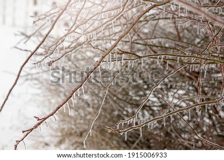 Ice covered tree branches in the winter. Royalty-Free Stock Photo #1915006933