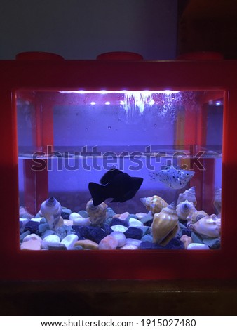 Black fish and white fish inside a small aquarium. Image with noise