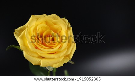 Flower Photography at home with black background
