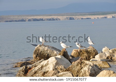 Scenic picture of a seagulls resting on a rock by the seaside