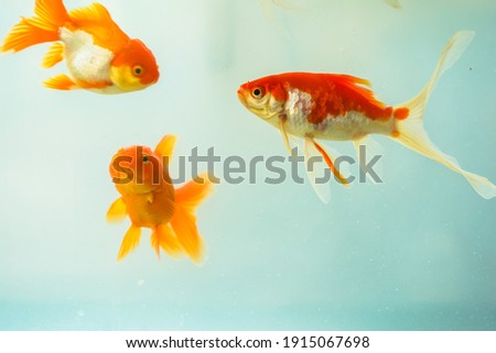 Beautiful goldfish in the aquarium.